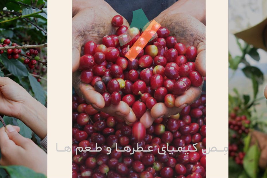 قهوه چیست؟ خاستگاه، تاریخچه و هرآنچه باید بدانید