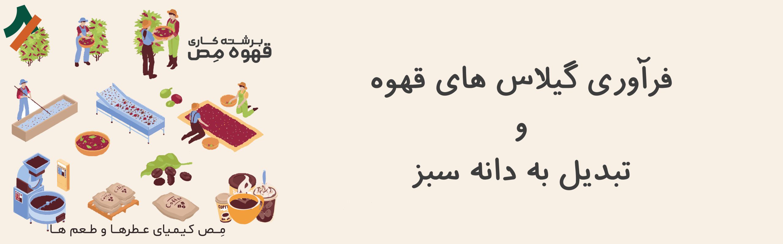 فرآوری گیلاسهای قهوه چیست و تبدیل به دانه سبز