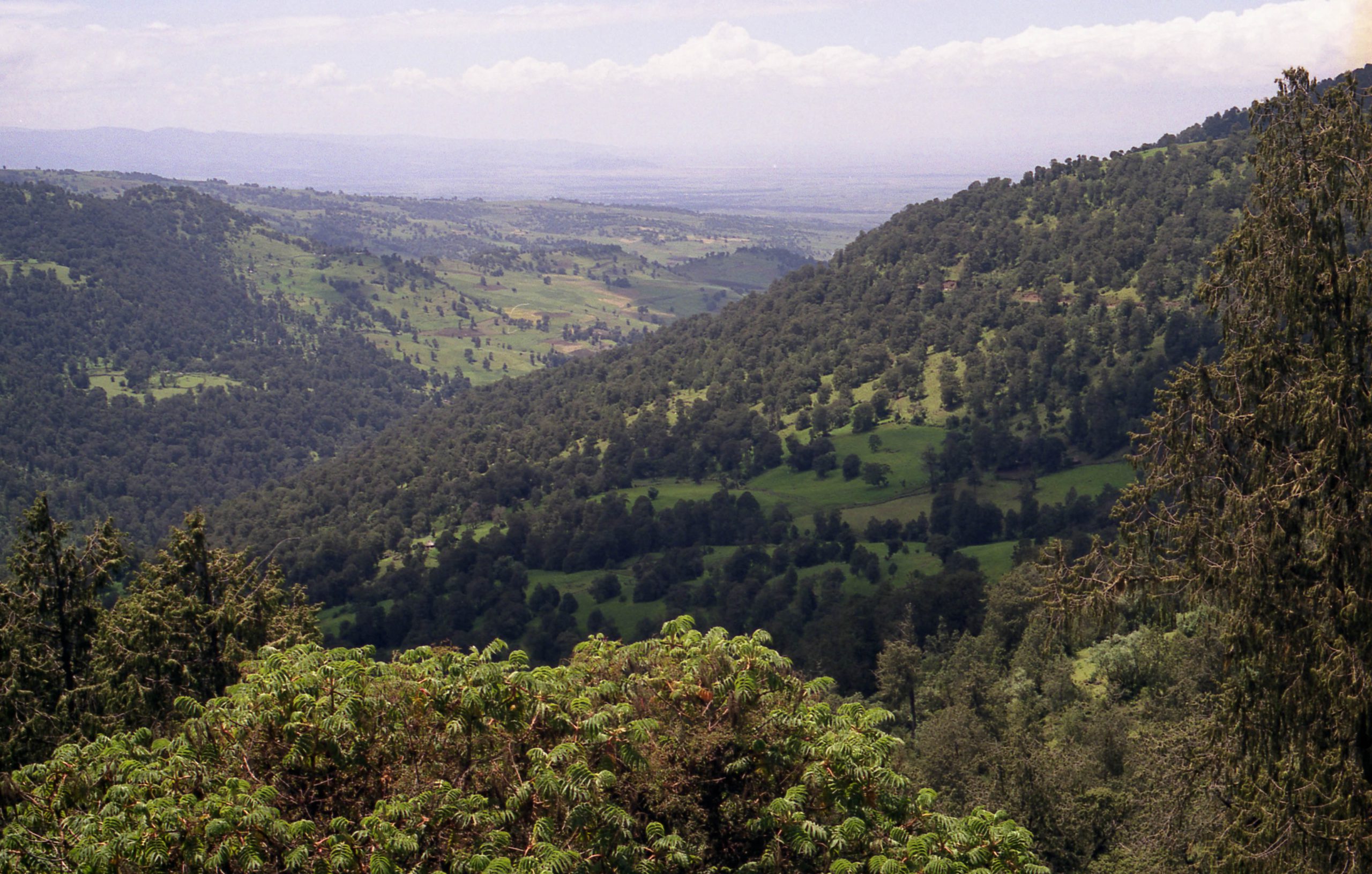 پارک ملی bale mountain اتیوپی، قهوه تخصصی تک خاستگاه
