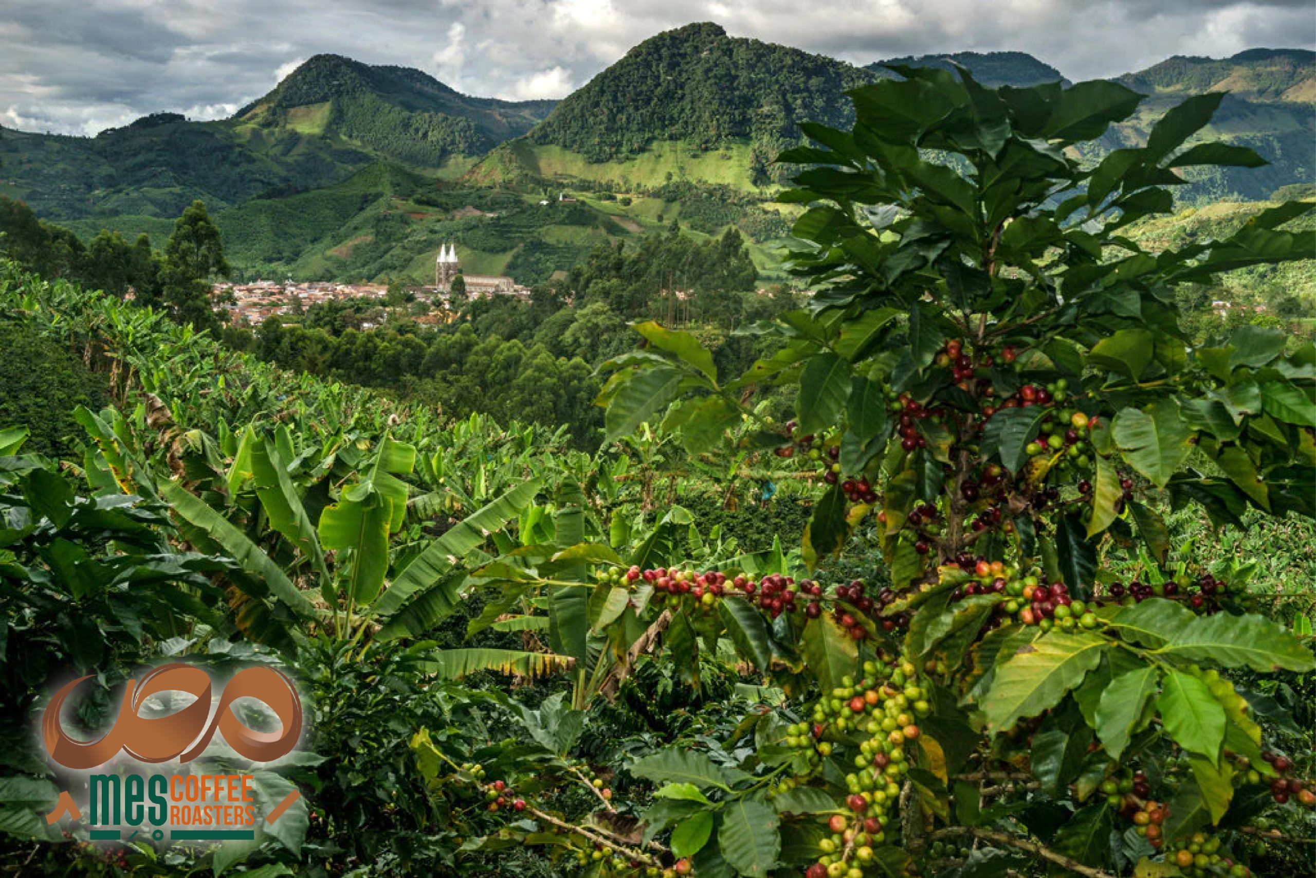 مزارع کشت گیلاس های قهوه تک خاستگاه در کلمبیا نارینو Colombia Nariño