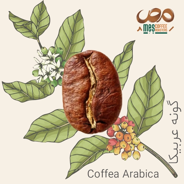 توضیح گونه عربیکا-Coffea Arabica