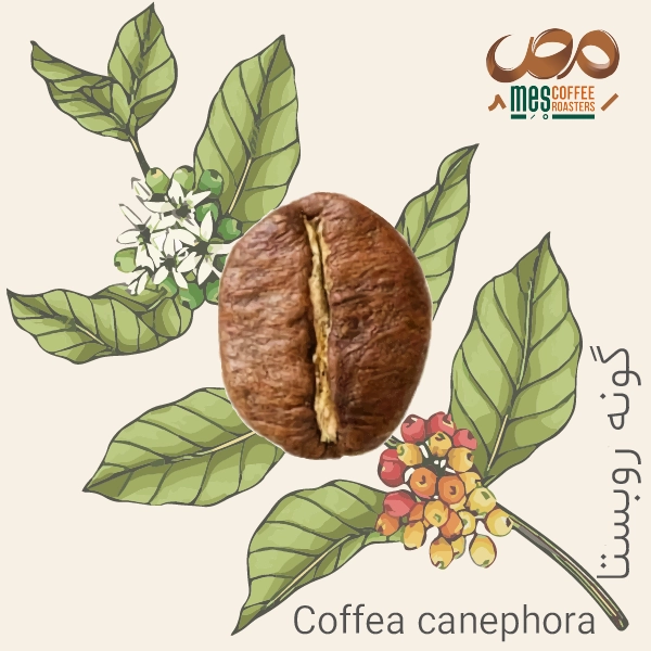 توضیح گونه روبوستا یا همان کافا کنفورا-Coffea Canephora or Robusta