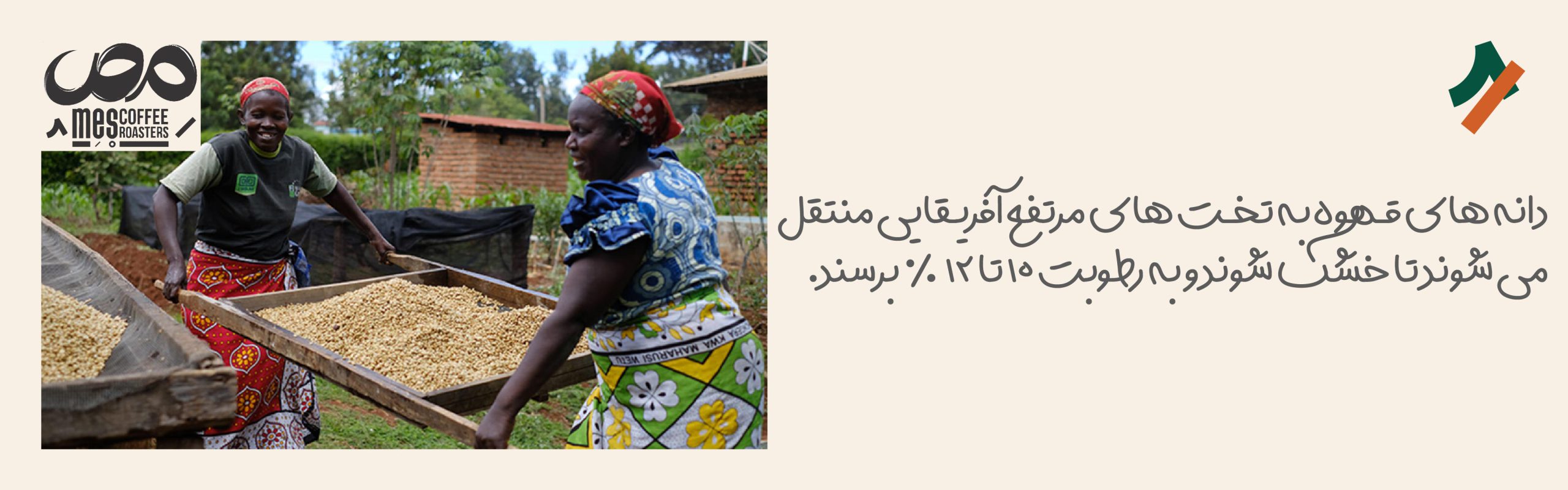 انتقال دانه‌های قهوه برای خشک شدن به تخت های مرتفع در فرآوری قهوه