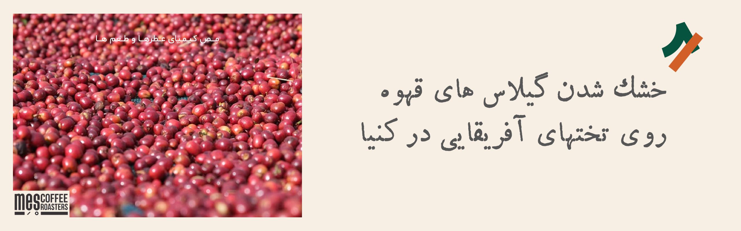 گیلاس‌های قهوه در حال خشک شدن روی تخت‌های آفریقایی در کنیا در فرآوری طبیعی