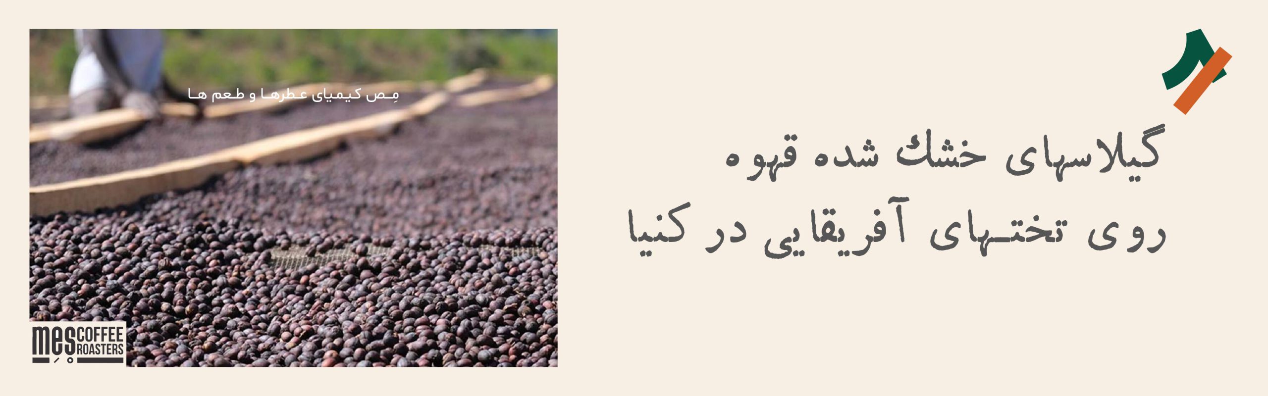 گیلاسهای خشک شده قهوه روی تخت‌های آفرقایی در کنیا در فرآوری خشک