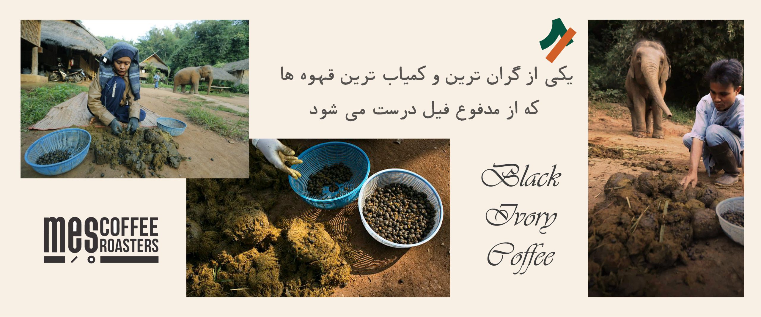 قهوه از مدفوع فیل، یکی از گرانترین و کمیابترین دانه‌های قهوه در جهان