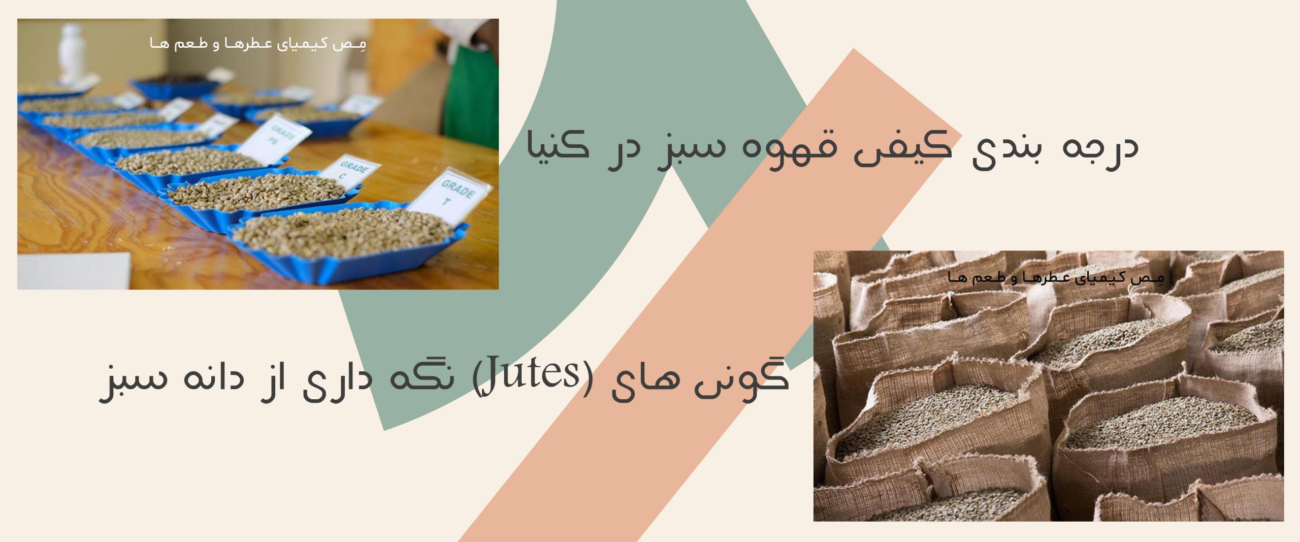 درجه‌بندی کیفی و نگه داری از دانه سبز در داخل گونی بعد از فرآوری