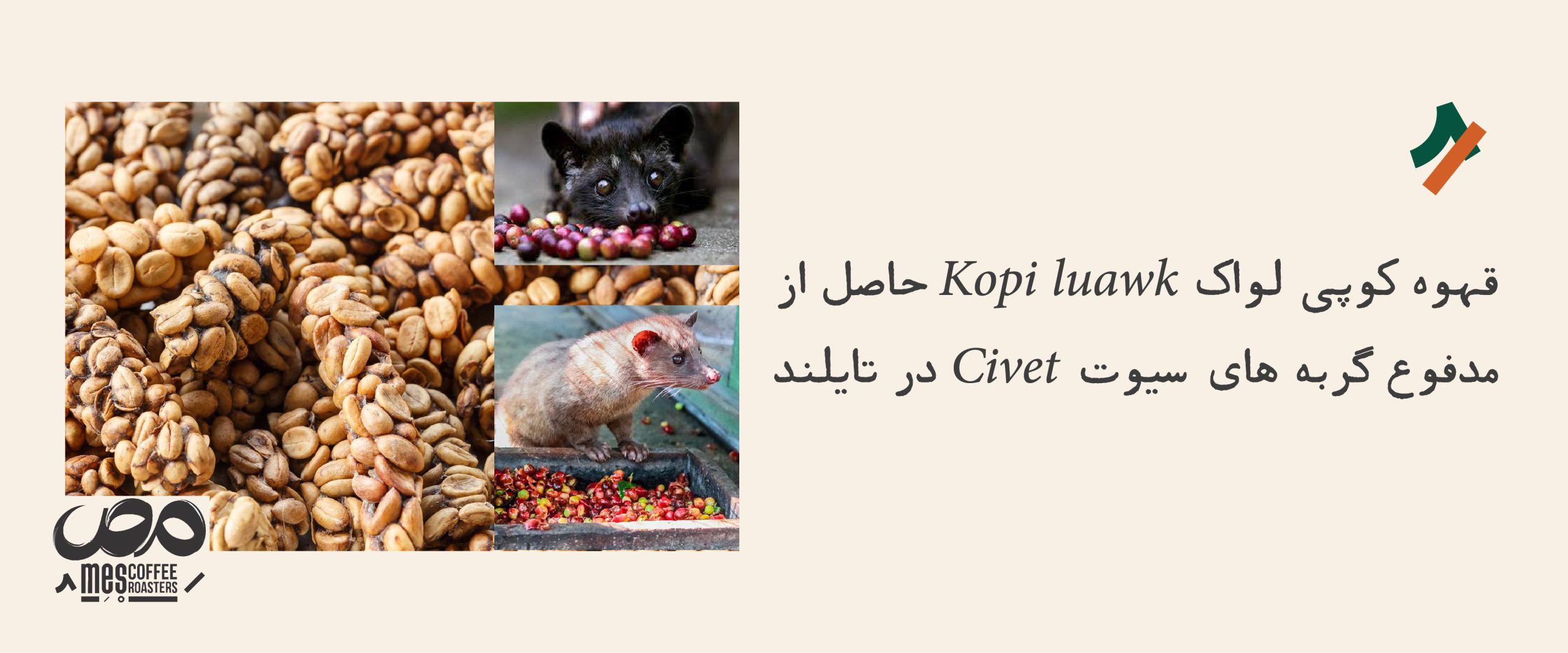 قهوه کوپی لواک یکی از گران ترین دانه‌ها در جهان