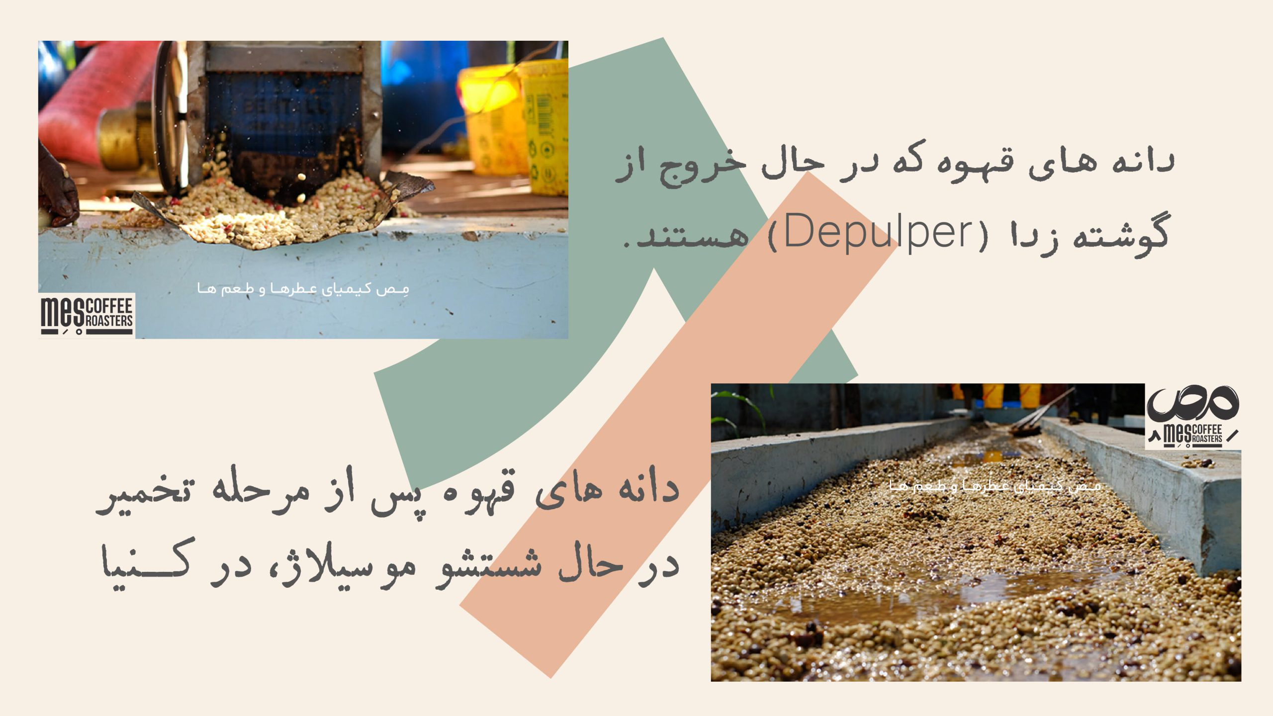 مراحل گوشته‌زدایی و تخمیر با آب در فرآوری قهوه شسته