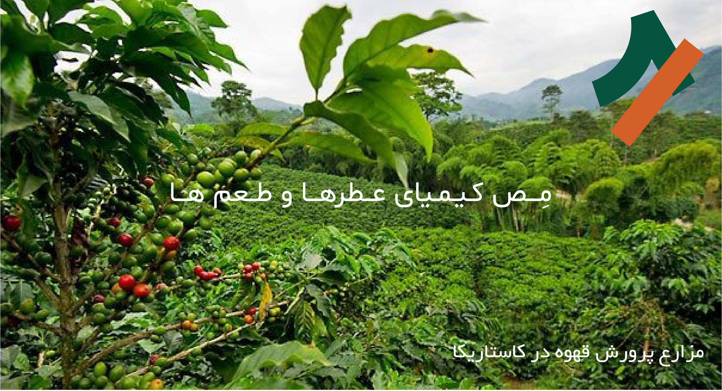 مزارع پرورش قهوه تخصصی در کاستاریکا