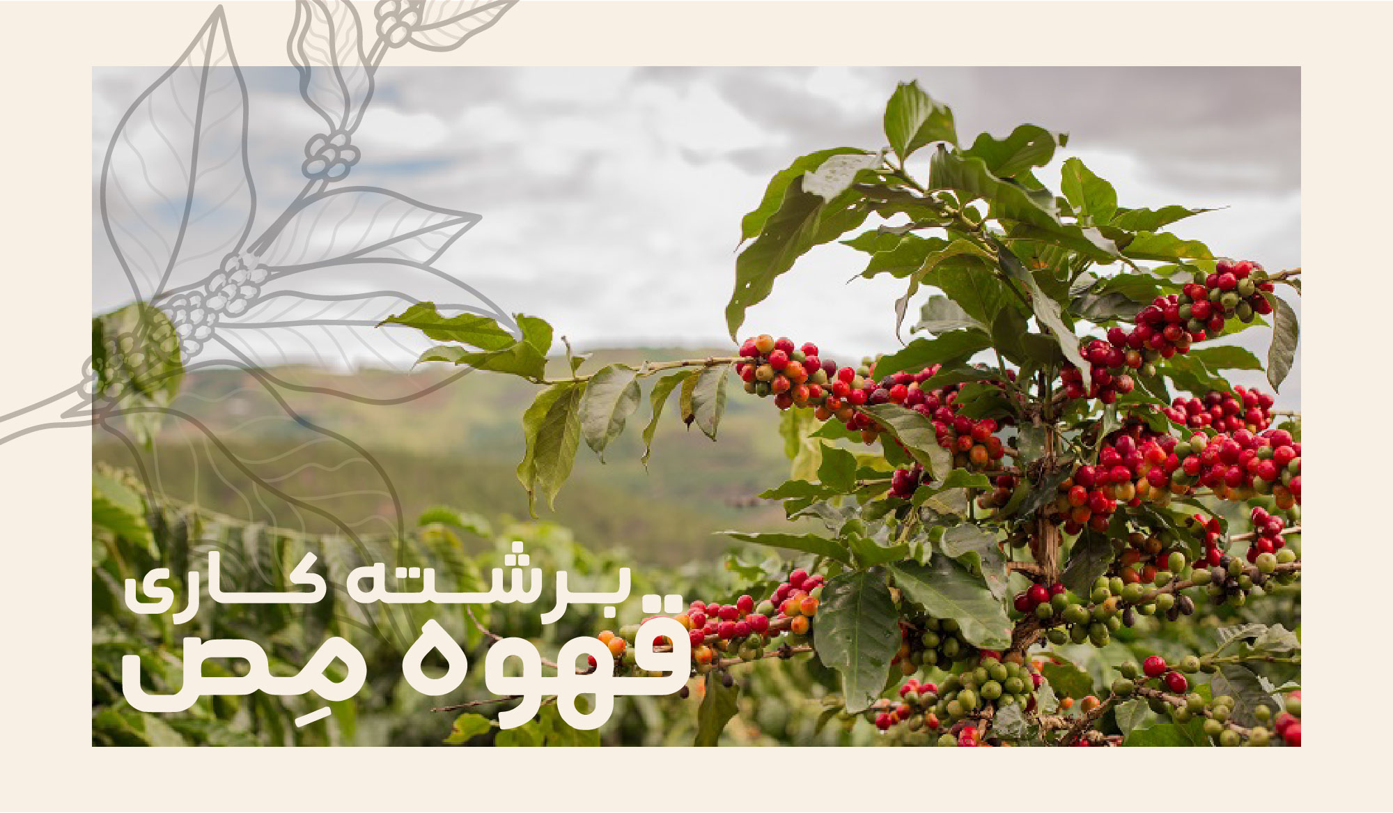 گیلاس‌های قهوه اسپشیالتی اتیوپی روگیچا