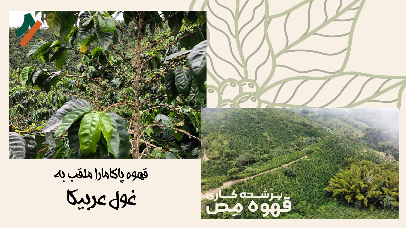 مزارع کشت قهوه پاکامارا در منطقه تولیما کلمبیا