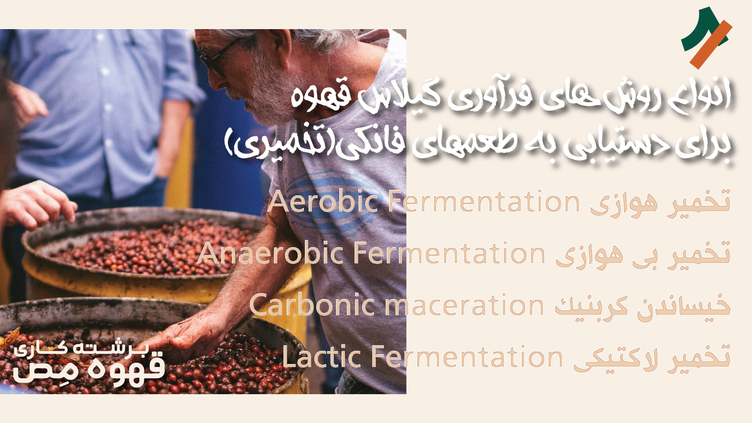 روشهای فرآوری گیلاس قهوه برای ایجاد پروفایل طعم یاد فانکی (تخمیری)