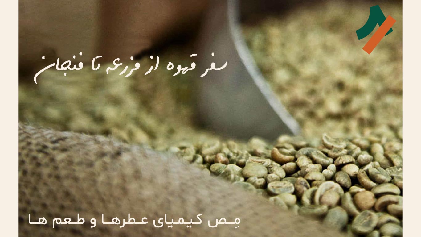 سفر قهوه از مزرعه تا فنجان