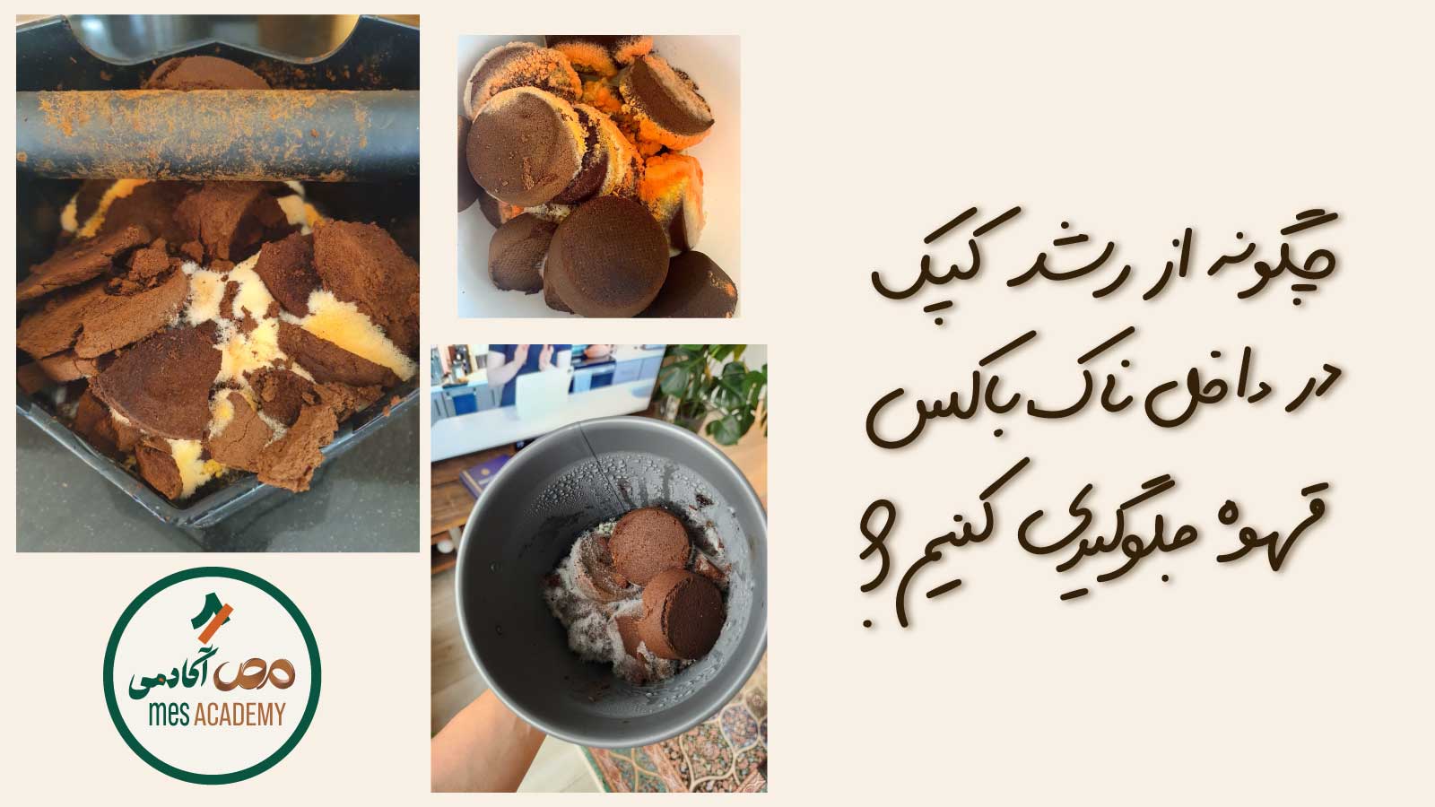 چرا در ناک باکس قهوه کپک و قارچ رشد می‌کند؟